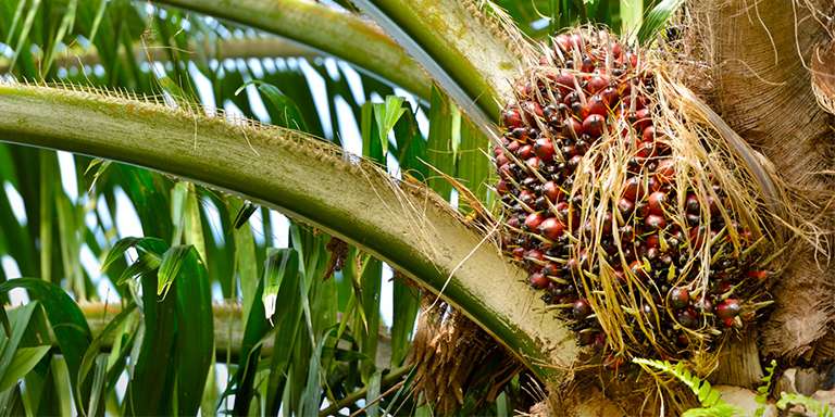 Palm Yağı Hakkında Bilinmesi Gerekenler