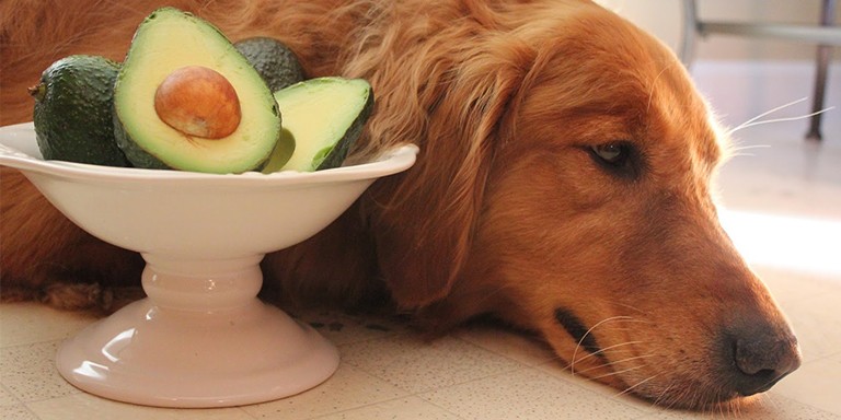 Köpeklerin Asla Tüketmemesi Gereken 10 Yiyecek